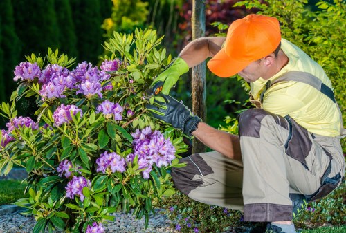 Local tree inspection advice for homeowners, landlords, and businesses in Kingston